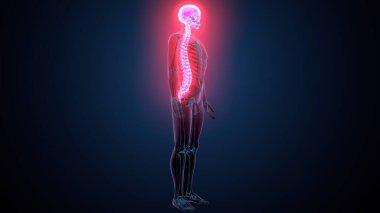 İnsan omurga anatomisi. 3d hazırlayıcı