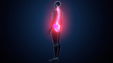 İnsan omurga anatomisi. 3d hazırlayıcı