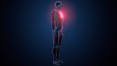 İnsan omurga anatomisi. 3d hazırlayıcı