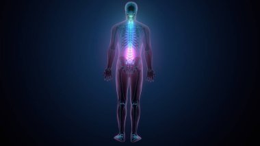 İnsan omurga anatomisi. 3d hazırlayıcı