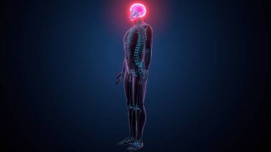 İnsan omurga anatomisi. 3d hazırlayıcı