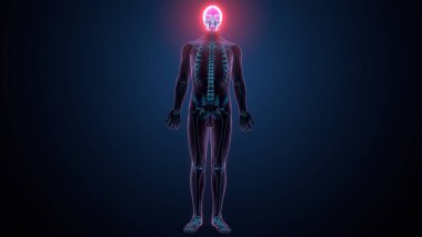 İnsan omurga anatomisi. 3d hazırlayıcı