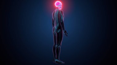 İnsan omurga anatomisi. 3d hazırlayıcı