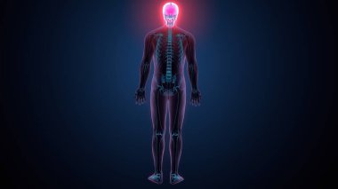 İnsan omurga anatomisi. 3d hazırlayıcı