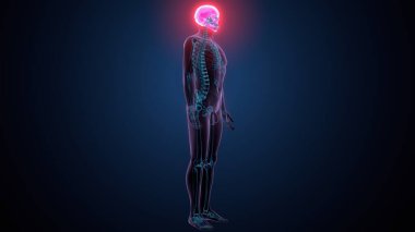 İnsan omurga anatomisi. 3d hazırlayıcı