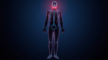 İnsan omurga anatomisi. 3d hazırlayıcı
