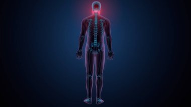 İnsan omurga anatomisi. 3d hazırlayıcı