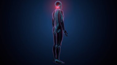 İnsan omurga anatomisi. 3d hazırlayıcı