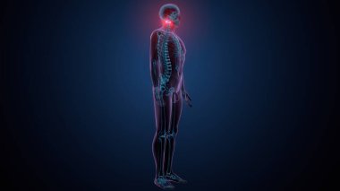 İnsan omurga anatomisi. 3d hazırlayıcı