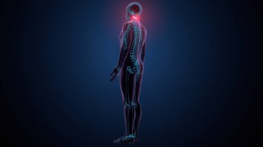 İnsan omurga anatomisi. 3d hazırlayıcı