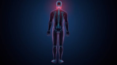 İnsan omurga anatomisi. 3d hazırlayıcı