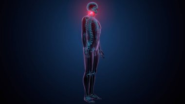 İnsan omurga anatomisi. 3d hazırlayıcı