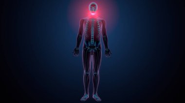 İnsan omurga anatomisi. 3d hazırlayıcı