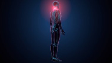 İnsan omurga anatomisi. 3d hazırlayıcı