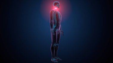 İnsan omurga anatomisi. 3d hazırlayıcı