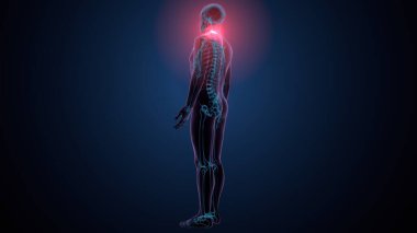 İnsan omurga anatomisi. 3d hazırlayıcı