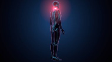 İnsan omurga anatomisi. 3d hazırlayıcı