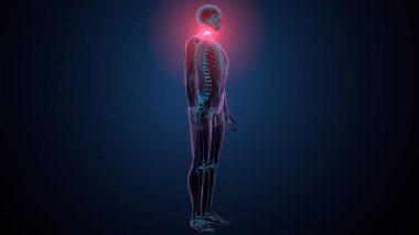 İnsan omurga anatomisi. 3d hazırlayıcı