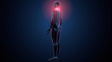 İnsan omurga anatomisi. 3d hazırlayıcı