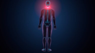 İnsan omurga anatomisi. 3d hazırlayıcı