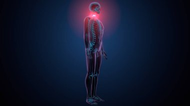 İnsan kafatası çene anatomisi. 3d hazırlayıcı