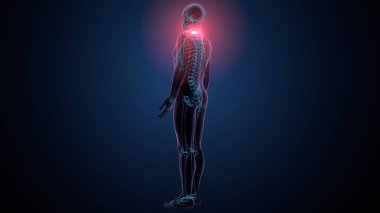 İnsan kafatası çene anatomisi. 3d hazırlayıcı