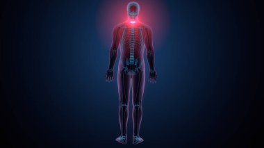 İnsan kafatası çene anatomisi. 3d hazırlayıcı