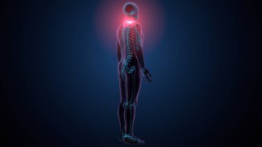 İnsan kafatası çene anatomisi. 3d hazırlayıcı