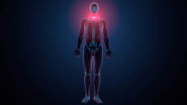 İnsan kafatası çene anatomisi. 3d hazırlayıcı