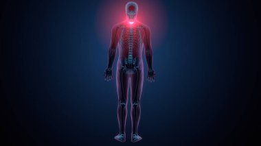 İnsan kafatası çene anatomisi. 3d hazırlayıcı