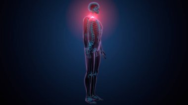 İnsan kafatası çene anatomisi. 3d hazırlayıcı