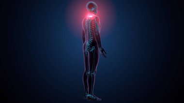 İnsan kafatası çene anatomisi. 3d hazırlayıcı