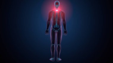 İnsan kafatası çene anatomisi. 3d hazırlayıcı