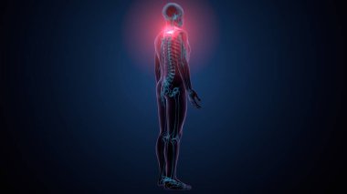 İnsan kafatası çene anatomisi. 3d hazırlayıcı