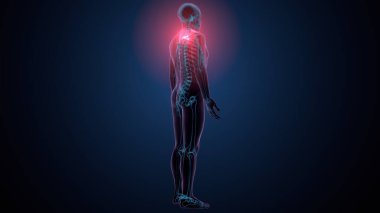 İnsan kafatası çene anatomisi. 3d hazırlayıcı