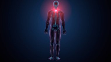 İnsan kafatası çene anatomisi. 3d hazırlayıcı