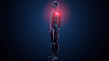 İnsan kafatası çene anatomisi. 3d hazırlayıcı