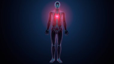 İnsan kafatası çene anatomisi. 3d hazırlayıcı