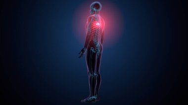 İnsan kafatası çene anatomisi. 3d hazırlayıcı