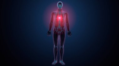 İnsan kafatası çene anatomisi. 3d hazırlayıcı