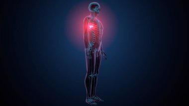 İnsan kafatası çene anatomisi. 3d hazırlayıcı