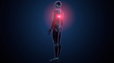 İnsan kafatası çene anatomisi. 3d hazırlayıcı