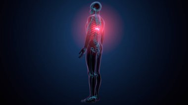 İnsan kafatası çene anatomisi. 3d hazırlayıcı