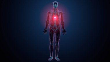 İnsan kafatası çene anatomisi. 3d hazırlayıcı