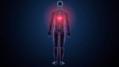 İnsan kafatası çene anatomisi. 3d hazırlayıcı