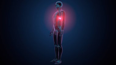 İnsan kafatası çene anatomisi. 3d hazırlayıcı