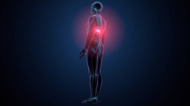 İnsan kafatası çene anatomisi. 3d hazırlayıcı