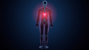 İnsan kafatası çene anatomisi. 3d hazırlayıcı