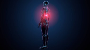 İnsan kafatası çene anatomisi. 3d hazırlayıcı