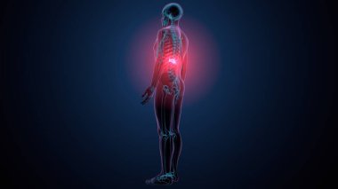 İnsan kafatası çene anatomisi. 3d hazırlayıcı